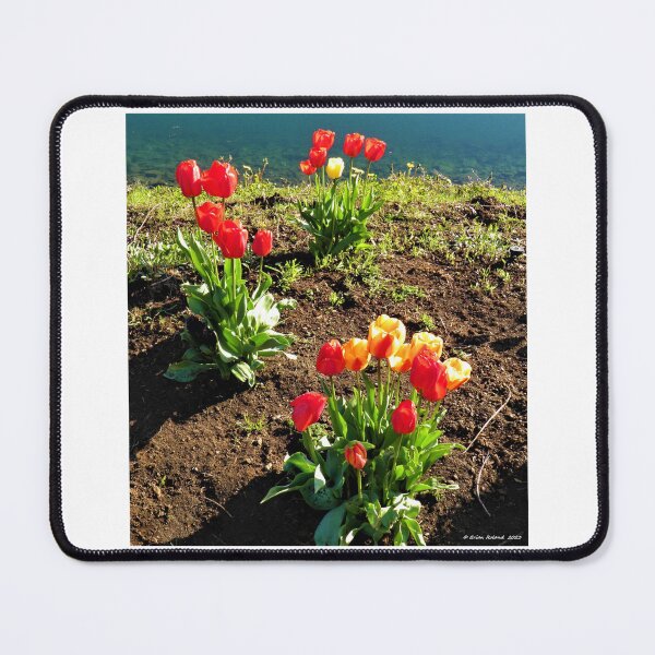 Item preview, Full Bloom Marine Tulips 1.0 designed and sold by Brian Roland.