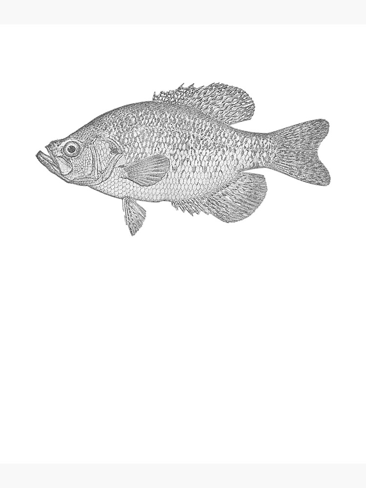 Crappie Fish Scientific Illustration Fishing Art Poster for Sale