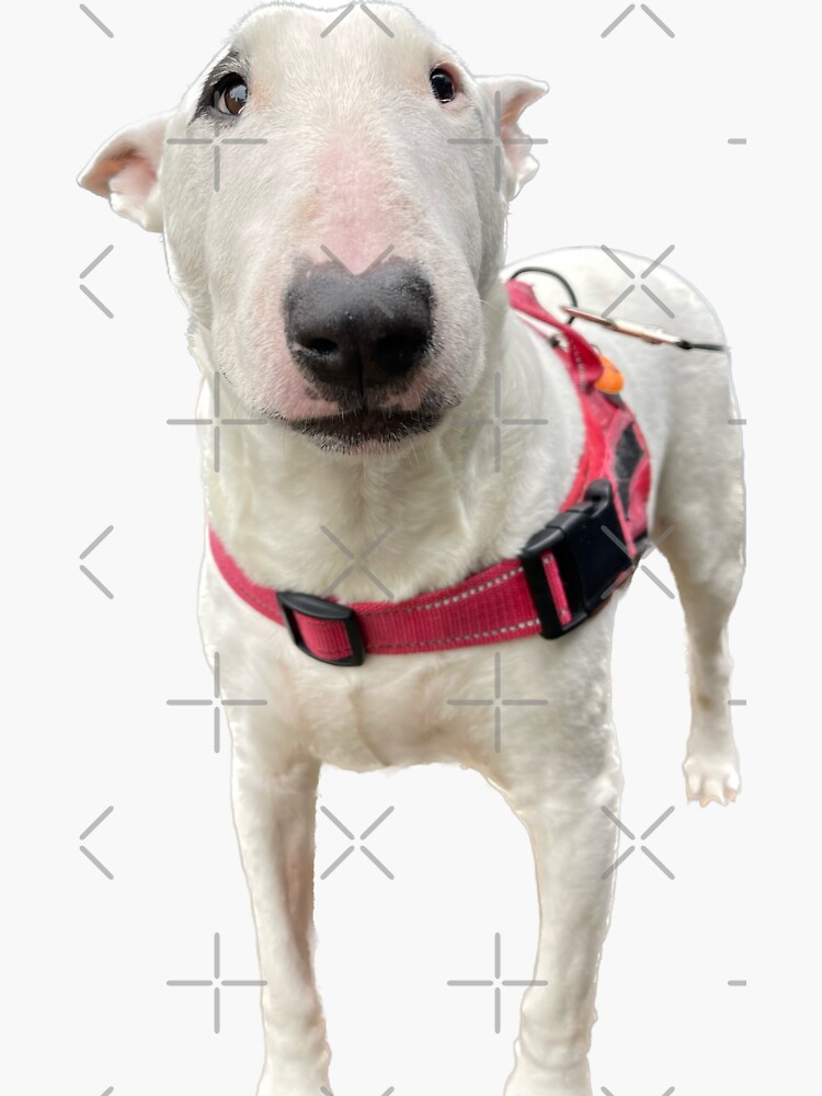 Sparky mini hot sale bullterrier