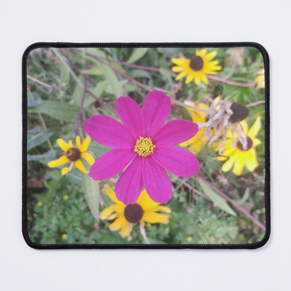 Item preview, Pink Cosmo designed and sold by SweetbriarPhoto.