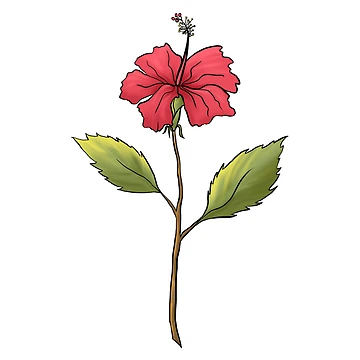 Artwork thumbnail, Hibiscus by Reeseworks