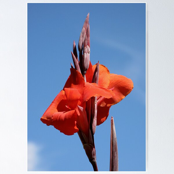 Item preview, Red Canna Lily designed and sold by Jenny Brice.