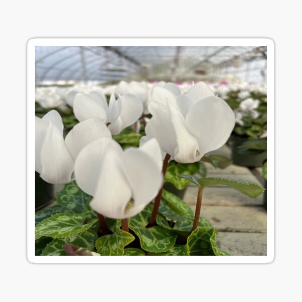 Cyclamen Metalis White Pretty Flowers Sticker