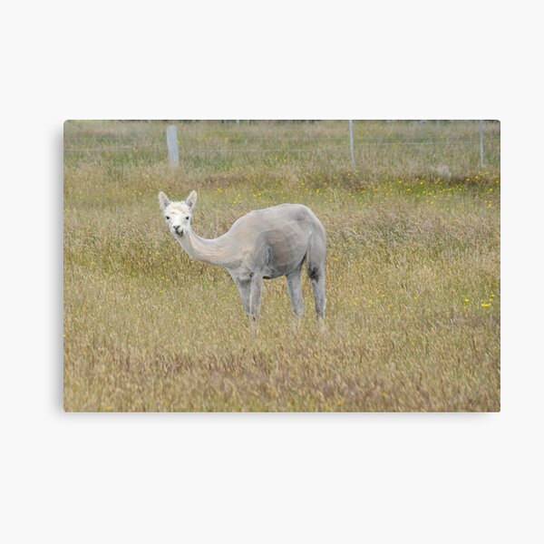 Alpaca in a field Canvas Print