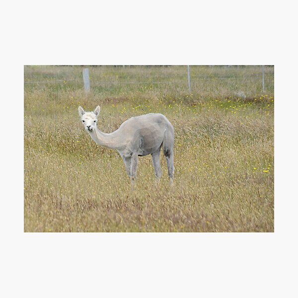 Alpaca in a field Photographic Print