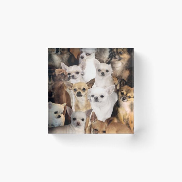 Item preview, Chihuahuas designed and sold by tocuzujaru354.