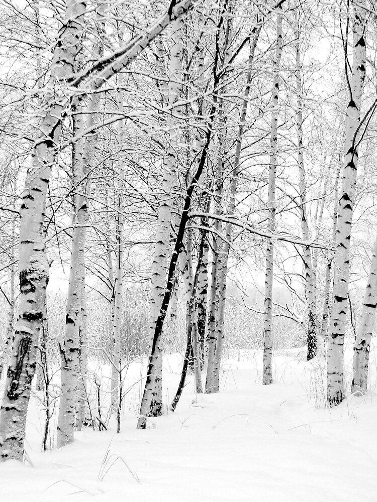 Birchwood by JuliaPaa