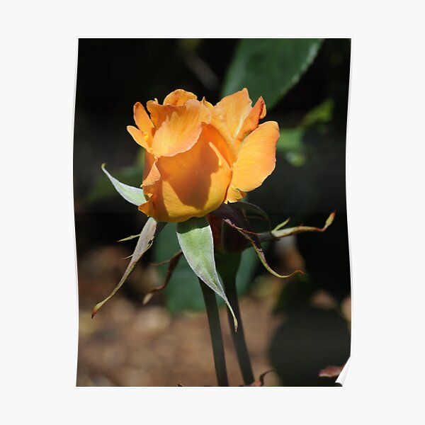 Single orange rosebud Poster