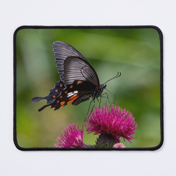 Item preview, Great Mormon butterfly designed and sold by pietrofoto.