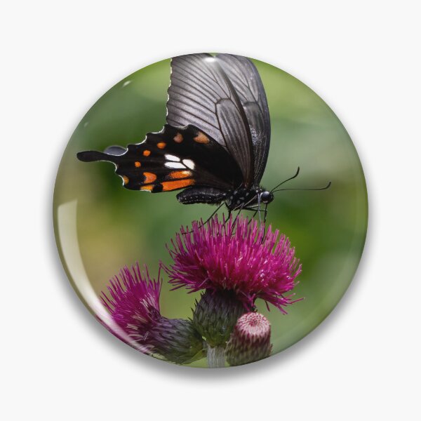 Item preview, Great mormon butterfly designed and sold by pietrofoto.