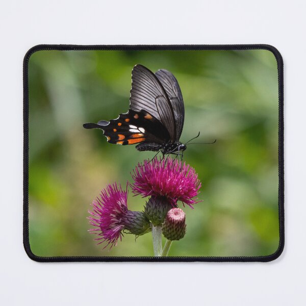 Item preview, Great mormon butterfly designed and sold by pietrofoto.
