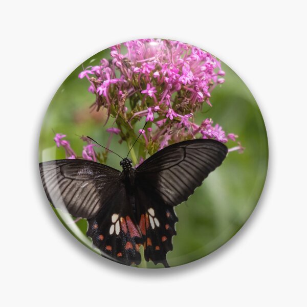 Item preview, Great mormon butterfly designed and sold by pietrofoto.