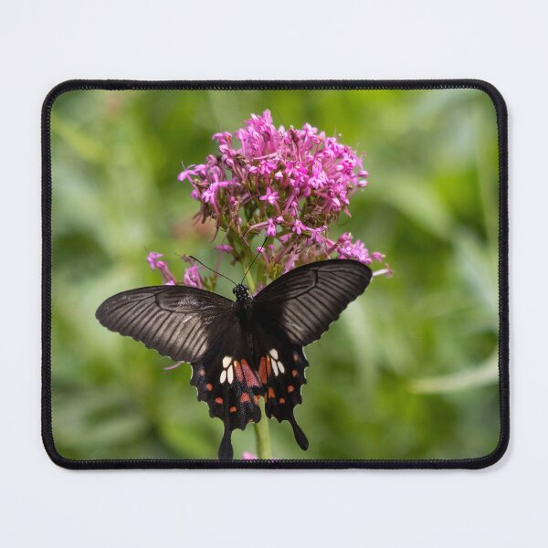 Item preview, Great mormon butterfly designed and sold by pietrofoto.