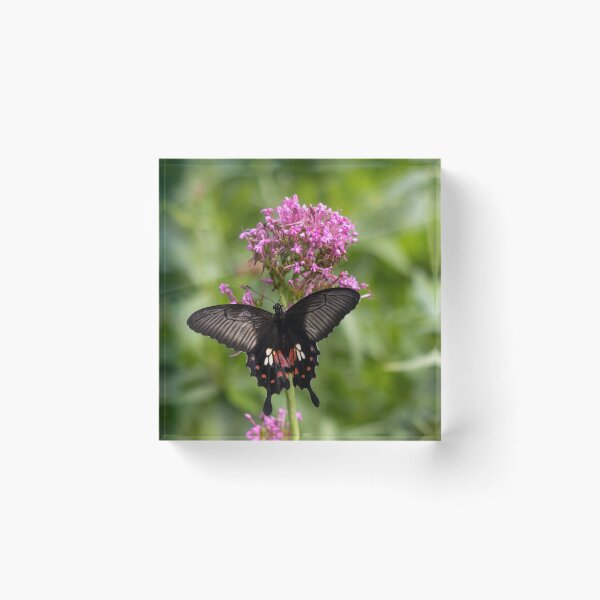 Item preview, Great mormon butterfly designed and sold by pietrofoto.