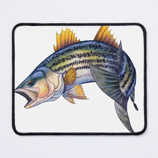 Item preview, Striped Bass Sticker designed and sold by HoneyBrieeeArt.