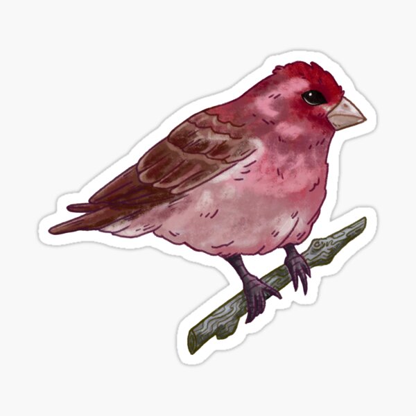 Purple Finch Sticker