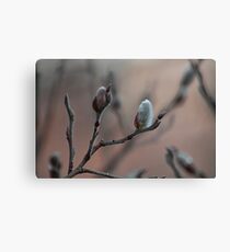 Pussy willow Canvas Print