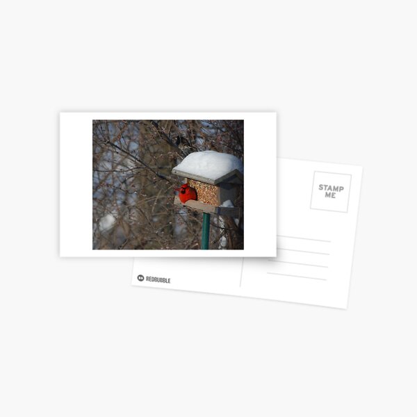 First Cardinal of the Year!! Postcard