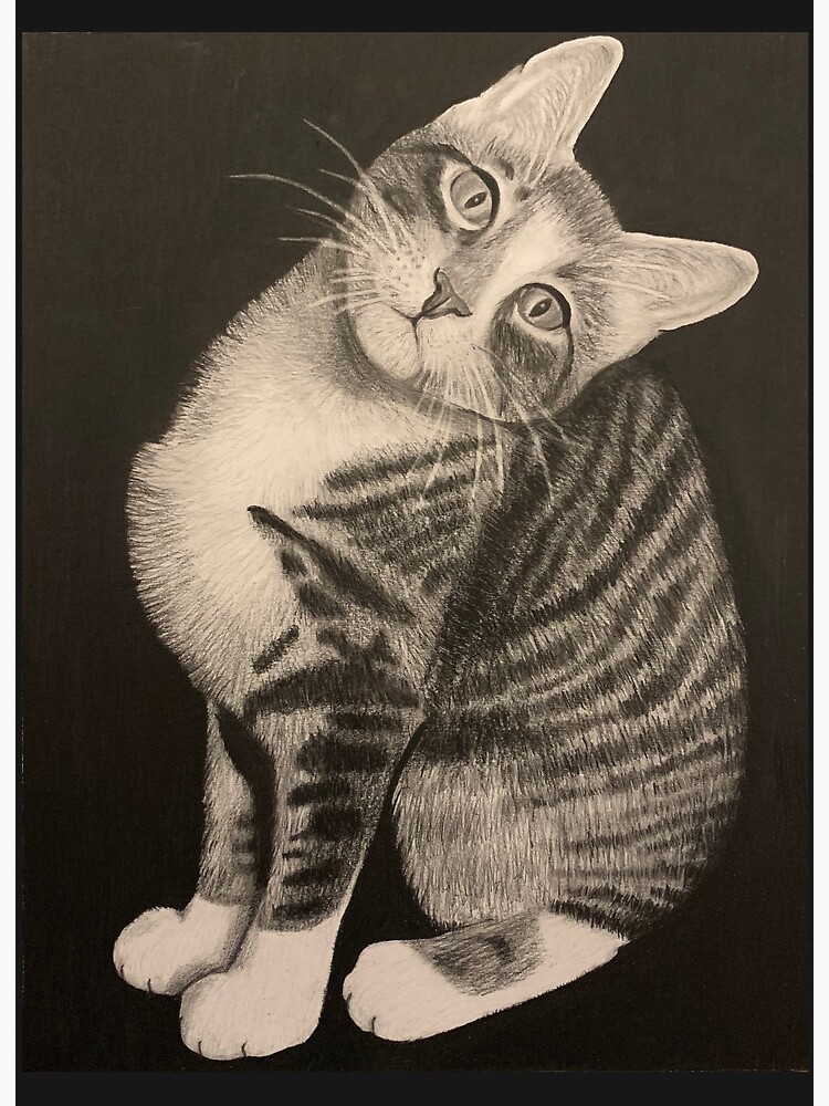 Cat pencil drawing  Art Board Print for Sale by Pencil-Art