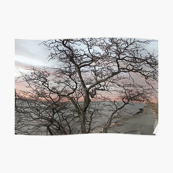 Sunset, pink clouds, exotic curved branches of a tree, beautiful view Poster