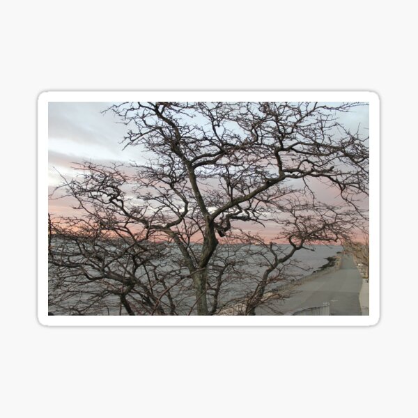 Sunset, pink clouds, exotic curved branches of a tree, beautiful view Sticker