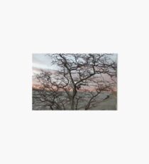 Sunset, pink clouds, exotic curved branches of a tree, beautiful view Art Board