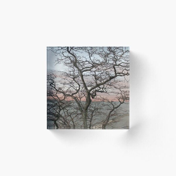 Sunset, pink clouds, exotic curved branches of a tree, beautiful view Acrylic Block