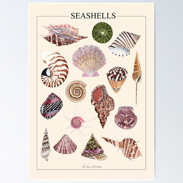 Item preview, SEASHELLS POSTER-beige line designed and sold by BEATRIZ ABAITUA.