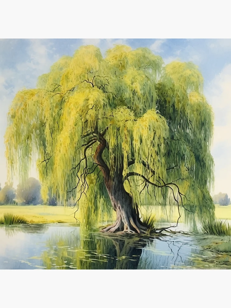 Weeping Willow Tree Oil on Canvas by Beautiscapes on DeviantArt