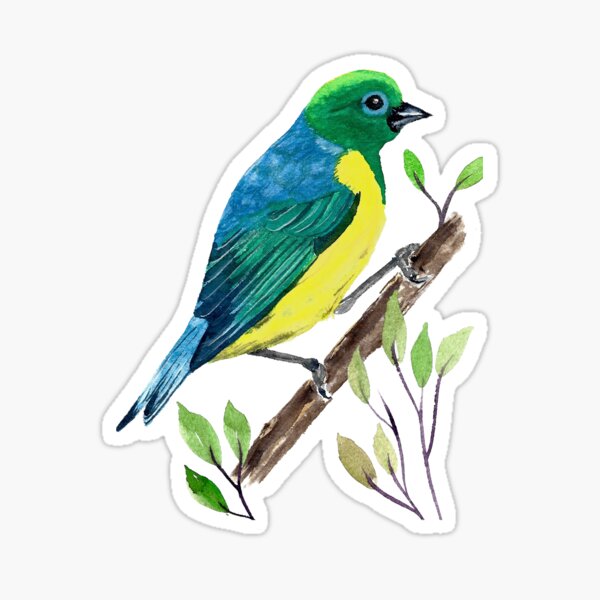 Gaturamo-bandeira Sticker