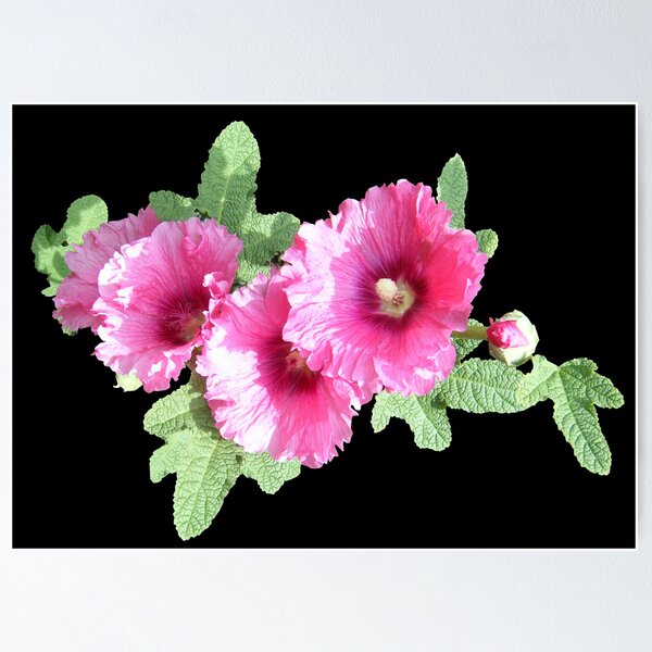 Item preview, Pink Posie designed and sold by laureenr.