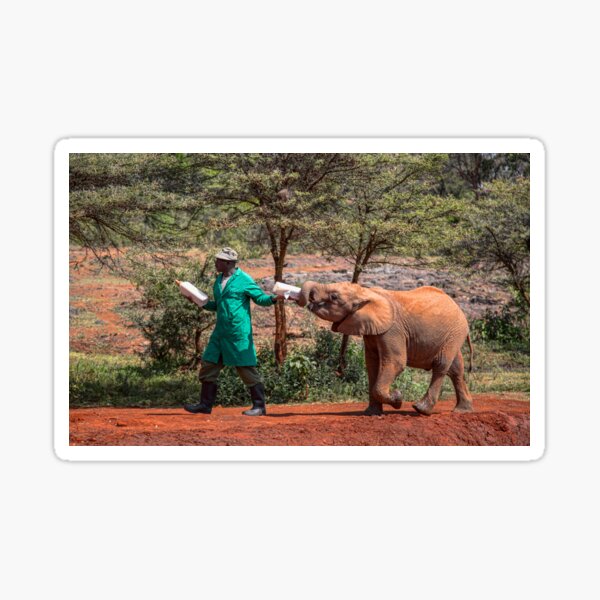 Kenya. Nairobi. David Sheldrick Wildlife Trust. Elephant Orphanage. Sticker