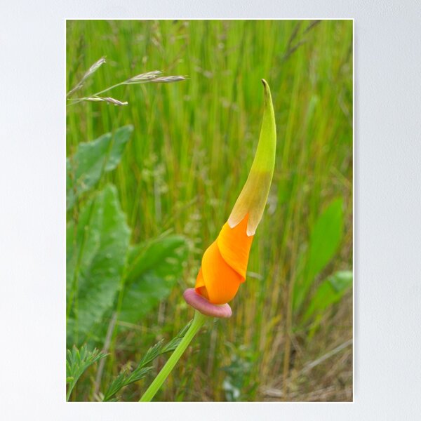 Item preview, It's Orange Poppy Season #2 designed and sold by Graham Geldard.