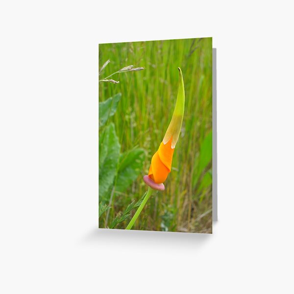 Item preview, It's Orange Poppy Season #2 designed and sold by Graham Geldard.