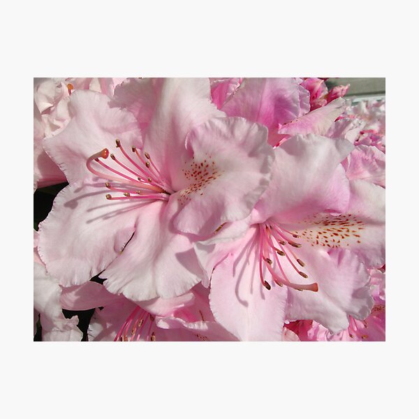 Pink Abundance Photographic Print
