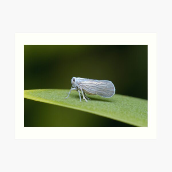 Leafhopper Art Print