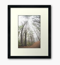 Misty Morning Trees Framed Print