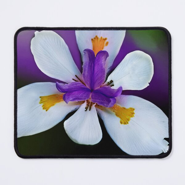 Item preview, African Iris Color designed and sold by Kay Brewer.