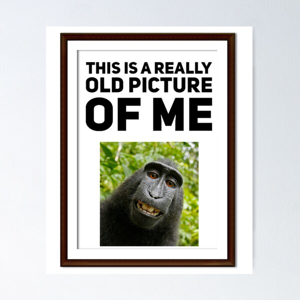 Funny Monkey Ape Chimp Memes with Funny Sayings Poster