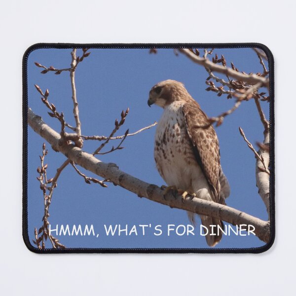 Item preview, HUNGRY HAWK designed and sold by Judy Geller.
