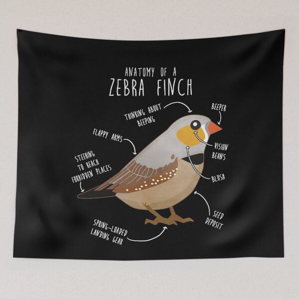 Item preview, Zebra Finch Anatomy designed and sold by Clara Hollins.