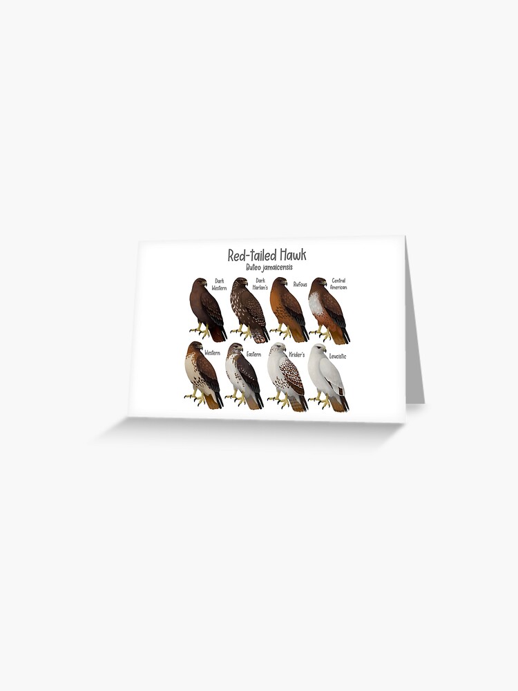 Red-tailed Hawk Morphs and Subspecies | Greeting Card