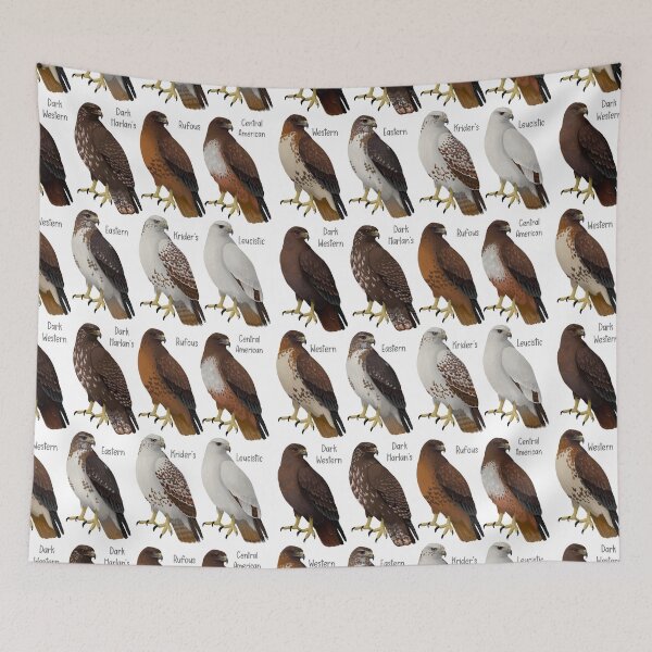 Item preview, Red-tailed Hawk Morphs and Subspecies designed and sold by Kindahawkward.