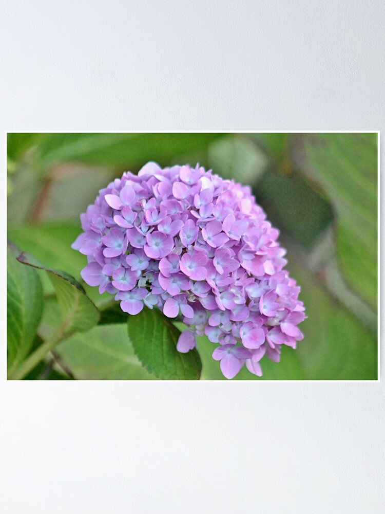 Póster «Hortensia morada» de backyardwonders | Redbubble