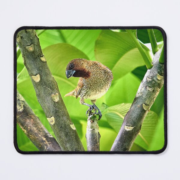 Item preview, The melodious bird designed and sold by franck380.