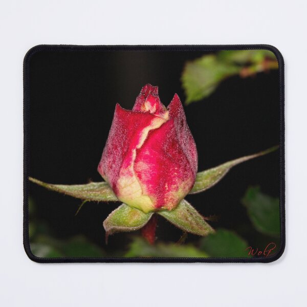 Item preview, Macros at minus 3 degrees C (27) designed and sold by Wolf Sverak Photography.