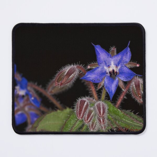 Item preview, Macros at minus 3 degrees C (20) designed and sold by Wolf Sverak Photography.