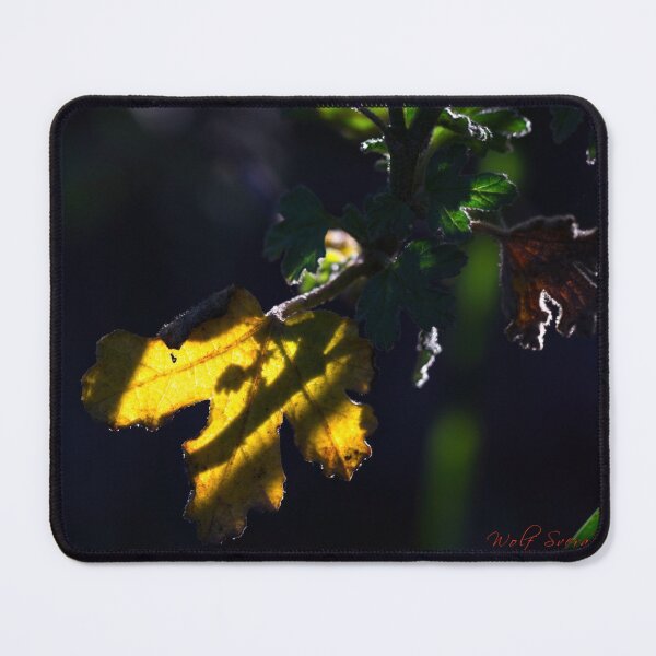 Item preview, Macros at minus 3 degrees C (19) designed and sold by Wolf Sverak Photography.