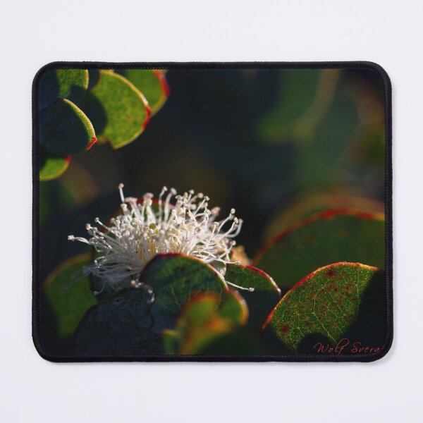 Item preview, Macros at minus 3 degrees C (16) designed and sold by Wolf Sverak Photography.