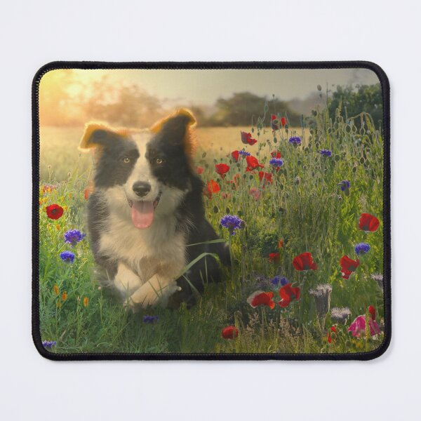 Item preview, Resting Border Collie designed and sold by Alisonchambers2.
